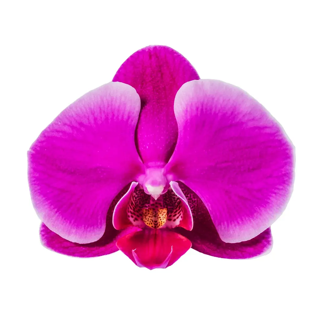 食べられる胡蝶蘭（エディブルオーキッド）の販売を開始。 画像 12