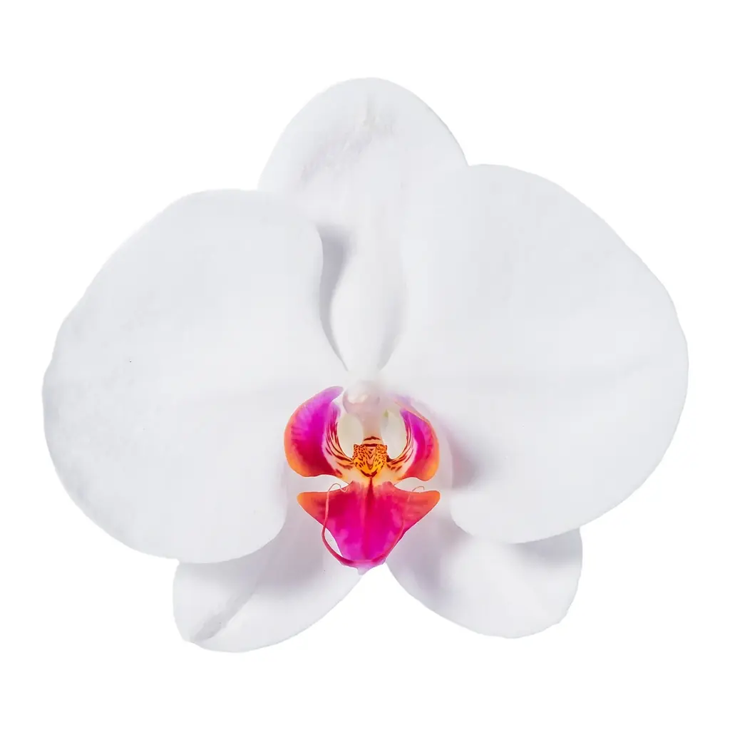 食べられる胡蝶蘭（エディブルオーキッド）の販売を開始。 画像 14