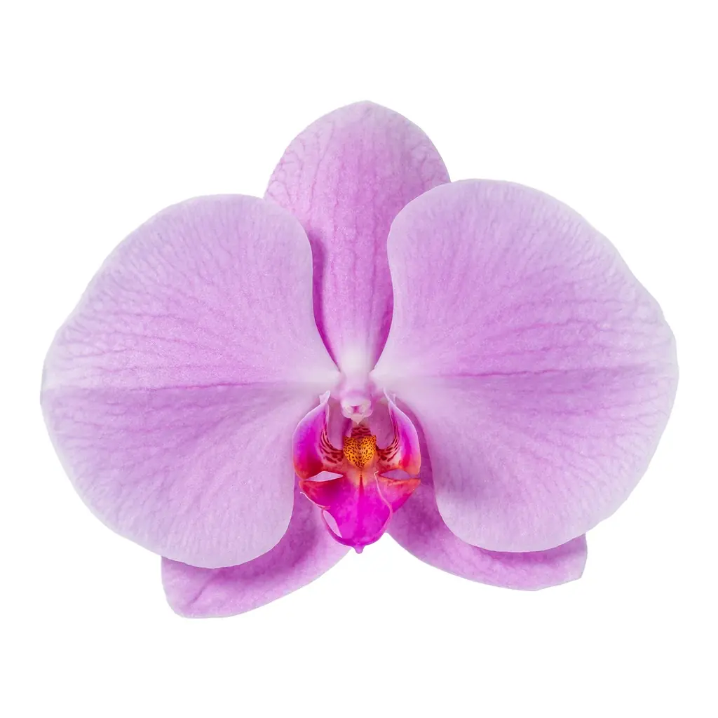 食べられる胡蝶蘭（エディブルオーキッド）の販売を開始。 画像 15