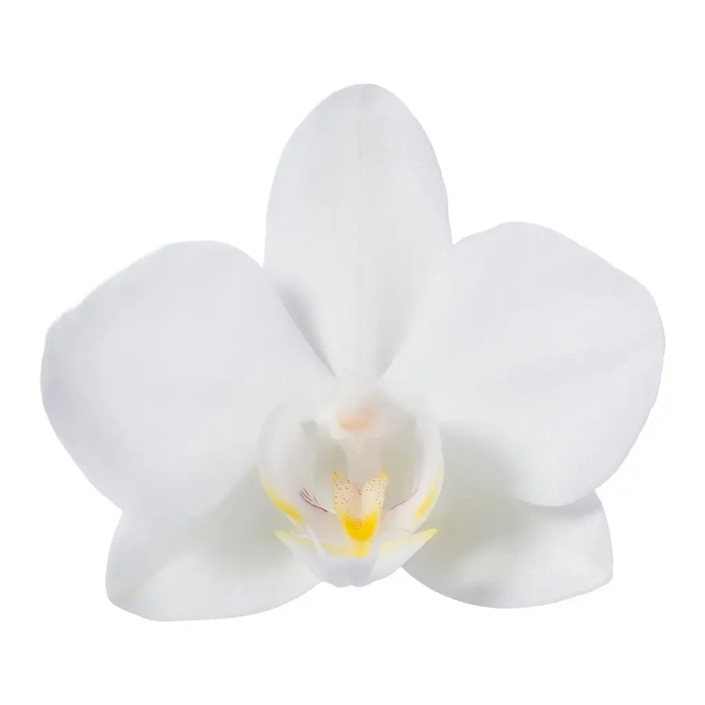 食べられる胡蝶蘭（エディブルオーキッド）の販売を開始。 画像 4