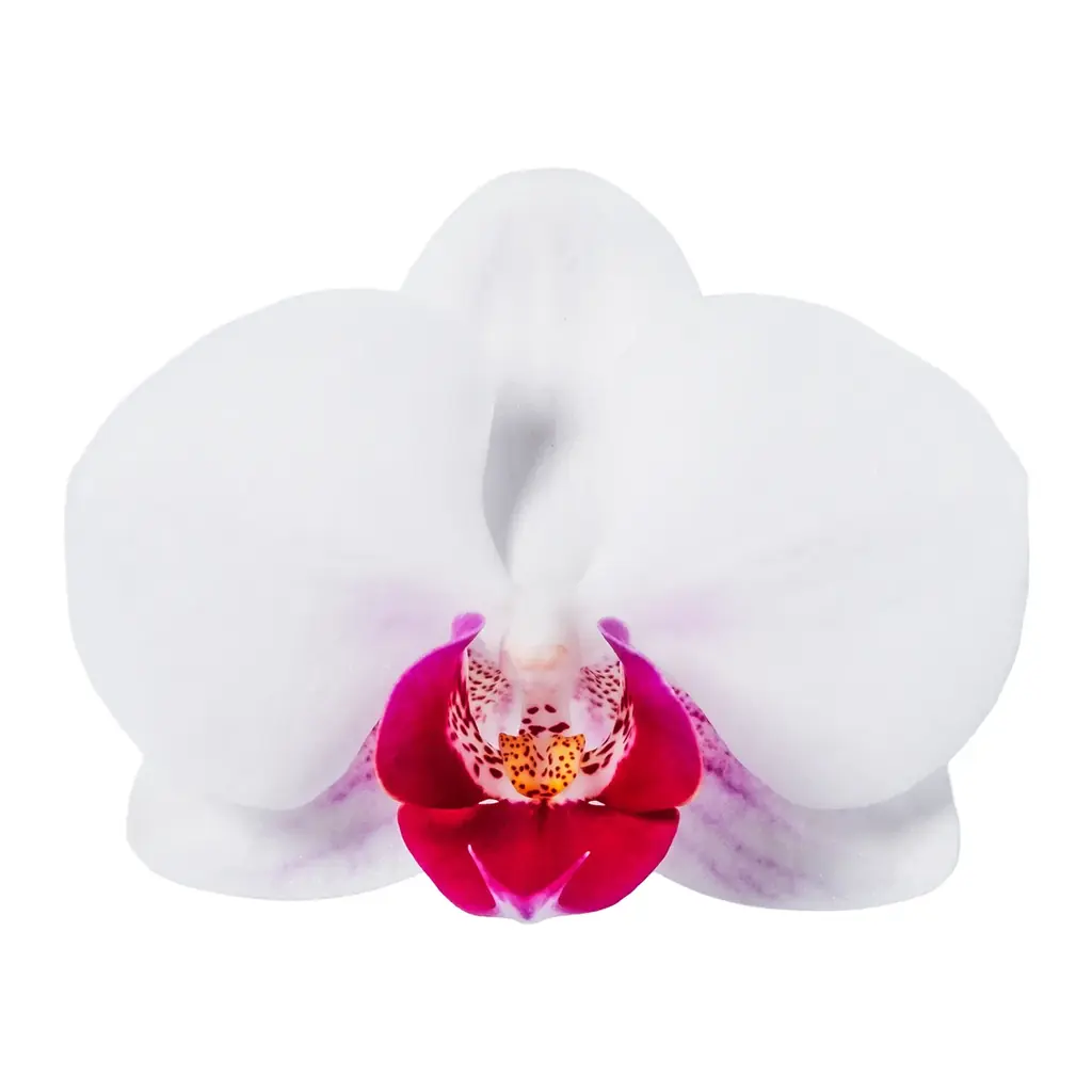 食べられる胡蝶蘭（エディブルオーキッド）の販売を開始。 画像 5