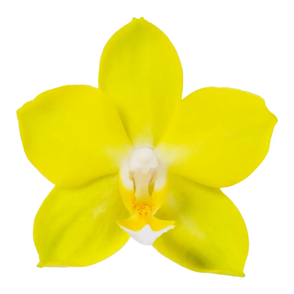 食べられる胡蝶蘭（エディブルオーキッド）の販売を開始。 画像 6