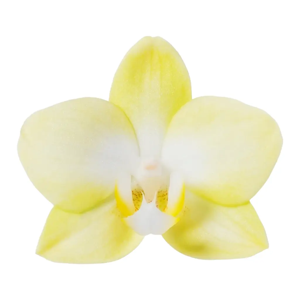 食べられる胡蝶蘭（エディブルオーキッド）の販売を開始。 画像 7