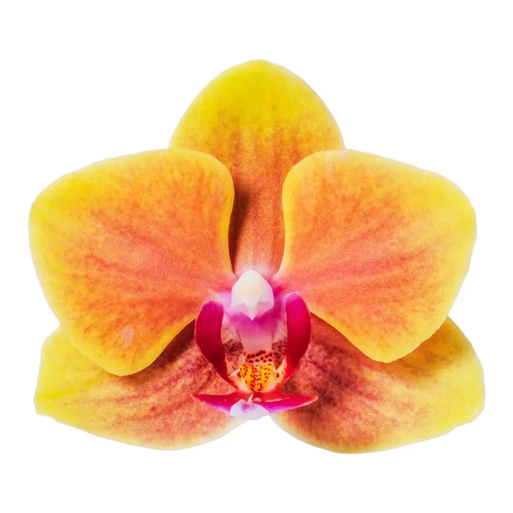 食べられる胡蝶蘭（エディブルオーキッド）の販売を開始。 画像 8