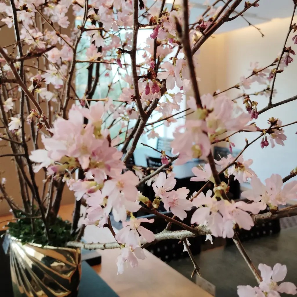 【レンブラントホテル海老名】花を愛で美食を楽しむ「桜フェア」開催中。日本庭園や店内の桜を眺めてお花見気分を満喫。 画像 10