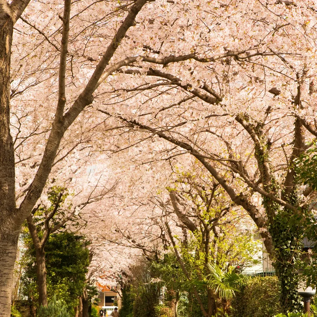 【レンブラントホテル海老名】花を愛で美食を楽しむ「桜フェア」開催中。日本庭園や店内の桜を眺めてお花見気分を満喫。 画像 11