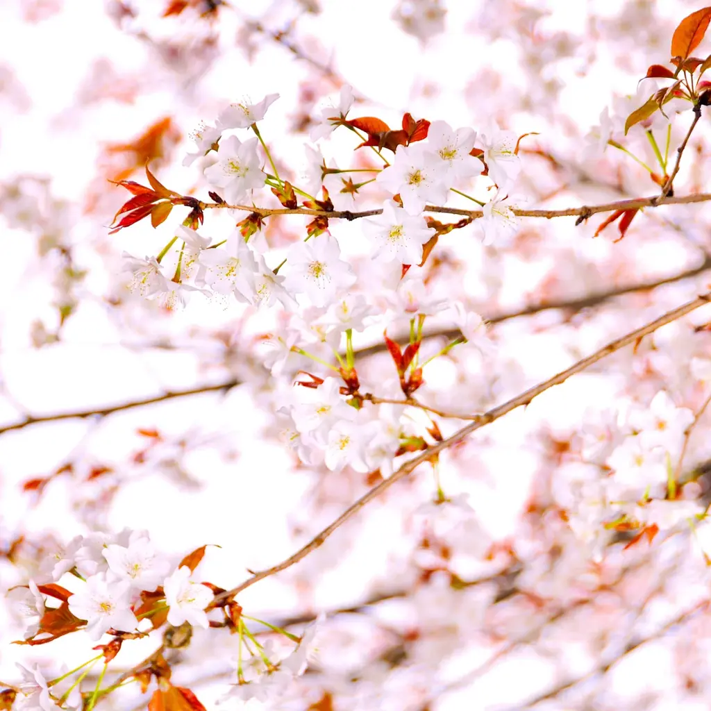 【レンブラントホテル海老名】花を愛で美食を楽しむ「桜フェア」開催中。日本庭園や店内の桜を眺めてお花見気分を満喫。 画像 9