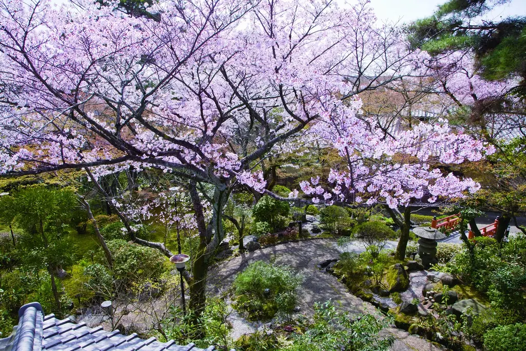 【奈良・料亭百楽荘】一万坪の庭園を4月1日・5日に特別公開。夜桜散策や大広間で味わう限定「於華見辨當（おはなみべんとう）」で春のおもてなし。前売制のお食事券は、オンラインショップで3月10日から販売。 画像 3