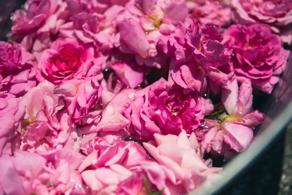 国産バラを贅沢に使用した3種のバラの香り、「ローズ コレクション」が新登場 画像 4