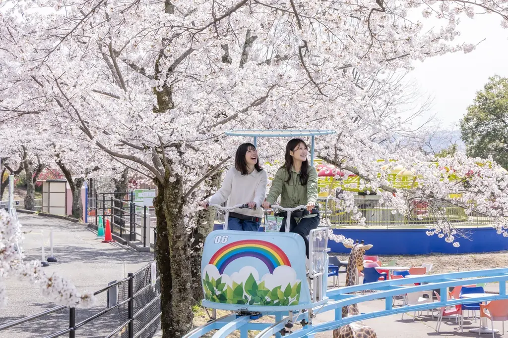 関東有数 2,500本の桜が咲き誇る「さがみ湖桜まつり」3/20(金・祝)～4/19(日)開催 画像 9