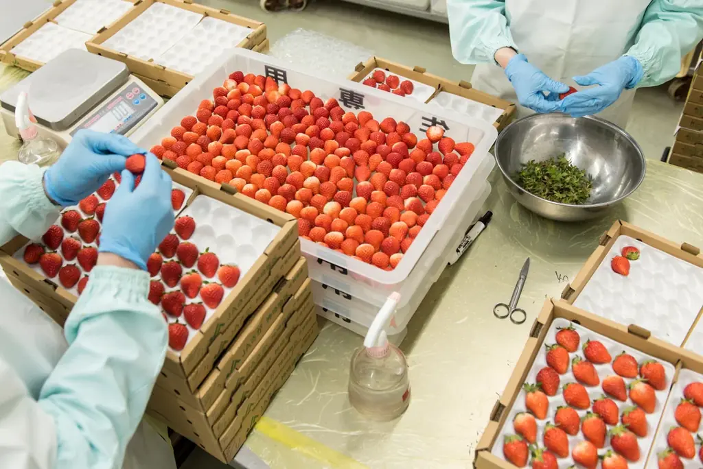 ホワイトデーに“和菓子ギフト”。販売40周年如水庵のいちご大福で贈る“和のお返し” 画像 4