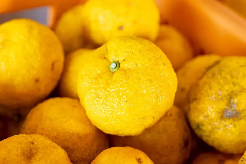 【規格外ゆずをクラフトビールに】宮崎県西米良村の黄ゆずを使用した「柚子 HAZY IPA」を発売。RACINES MICRO BREWERY 画像 2