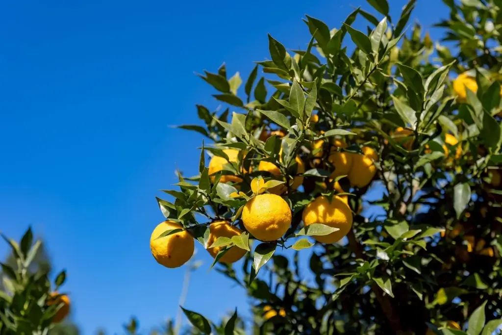 【規格外ゆずをクラフトビールに】宮崎県西米良村の黄ゆずを使用した「柚子 HAZY IPA」を発売。RACINES MICRO BREWERY 画像 4