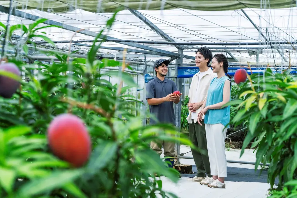 【西表島ホテル】市場にほぼ出回らないマンゴーを生産者の想いと共に堪能する「至福のマンゴーモーニング」開催 画像 3