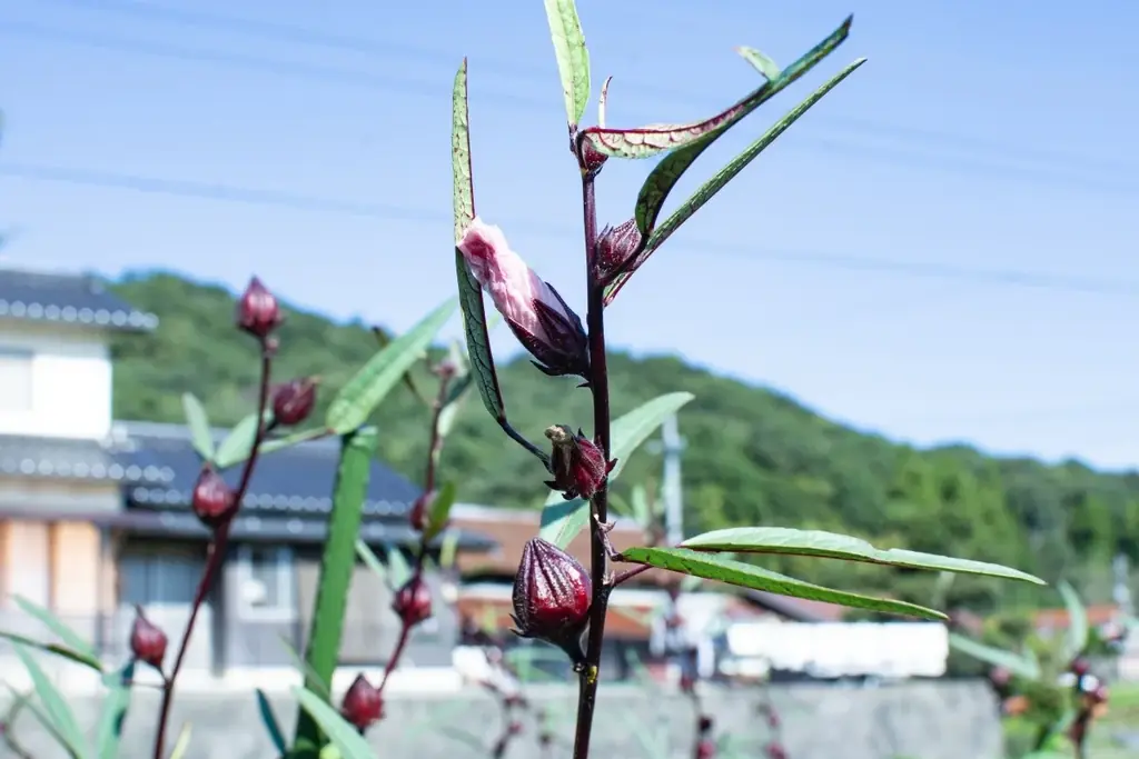 【クレオパトラも愛したとうわさの美のハーブが地域課題解決の主役！】鳥取県南部町産「ローゼル」オリジナルメニュー 期間限定展開 画像 2