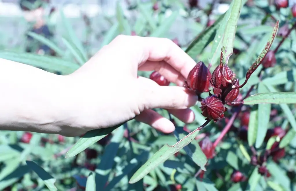 【クレオパトラも愛したとうわさの美のハーブが地域課題解決の主役！】鳥取県南部町産「ローゼル」オリジナルメニュー 期間限定展開 画像 3