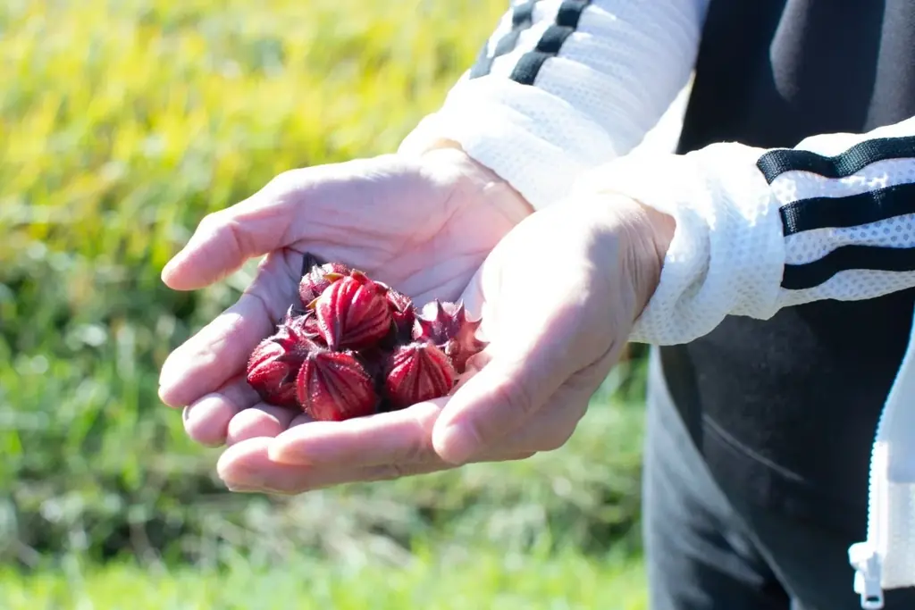 【クレオパトラも愛したとうわさの美のハーブが地域課題解決の主役！】鳥取県南部町産「ローゼル」オリジナルメニュー 期間限定展開 画像 4