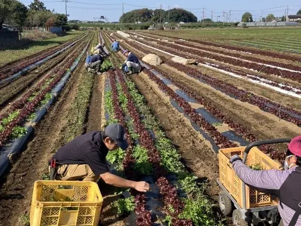 ファミリーマートの障がいのある社員が育てた“旬の恵み”を大手町で販売 「Otemachi Deliマルシェ」に埼玉県の農家と参加 ～農福連携を拡大し、誰もが活躍できる社会づくりを推進～ 画像 3