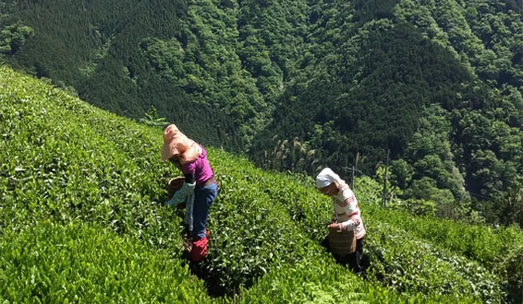 大人のロイヤルミルクティー「凛圓 ロイヤルミルクティー Premium」を販売開始 画像 4