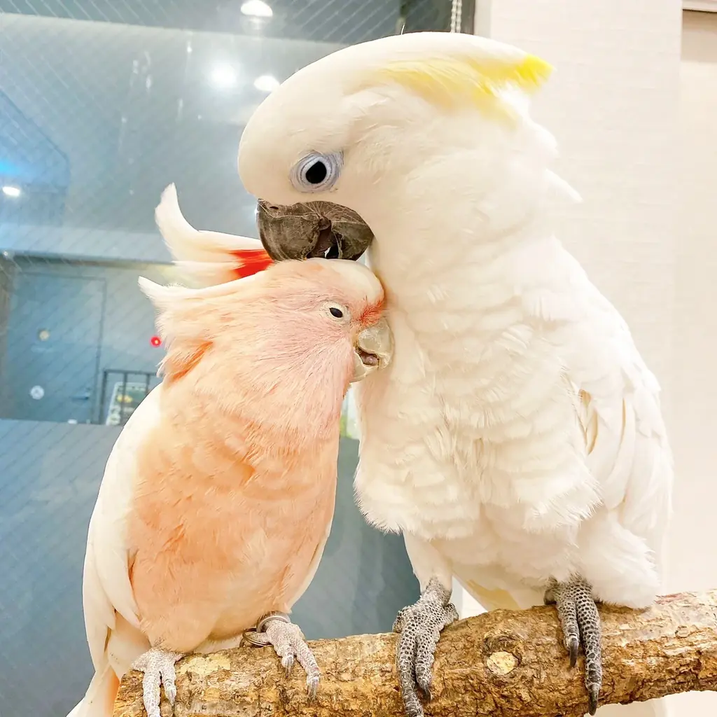 ラブバードたちのバレンタイン＆春限定イベント『Happy Chocolate』開催中！ 画像 10