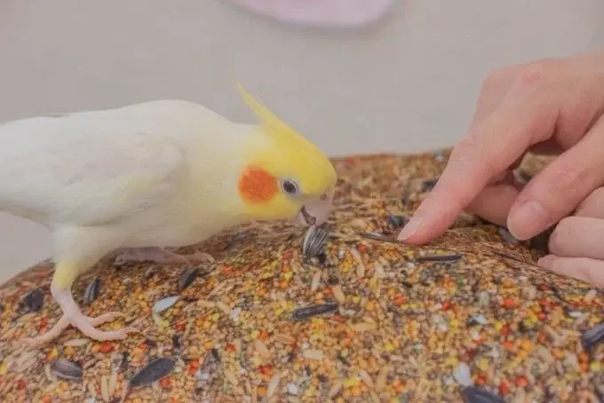 ラブバードたちのバレンタイン＆春限定イベント『Happy Chocolate』開催中！ 画像 12