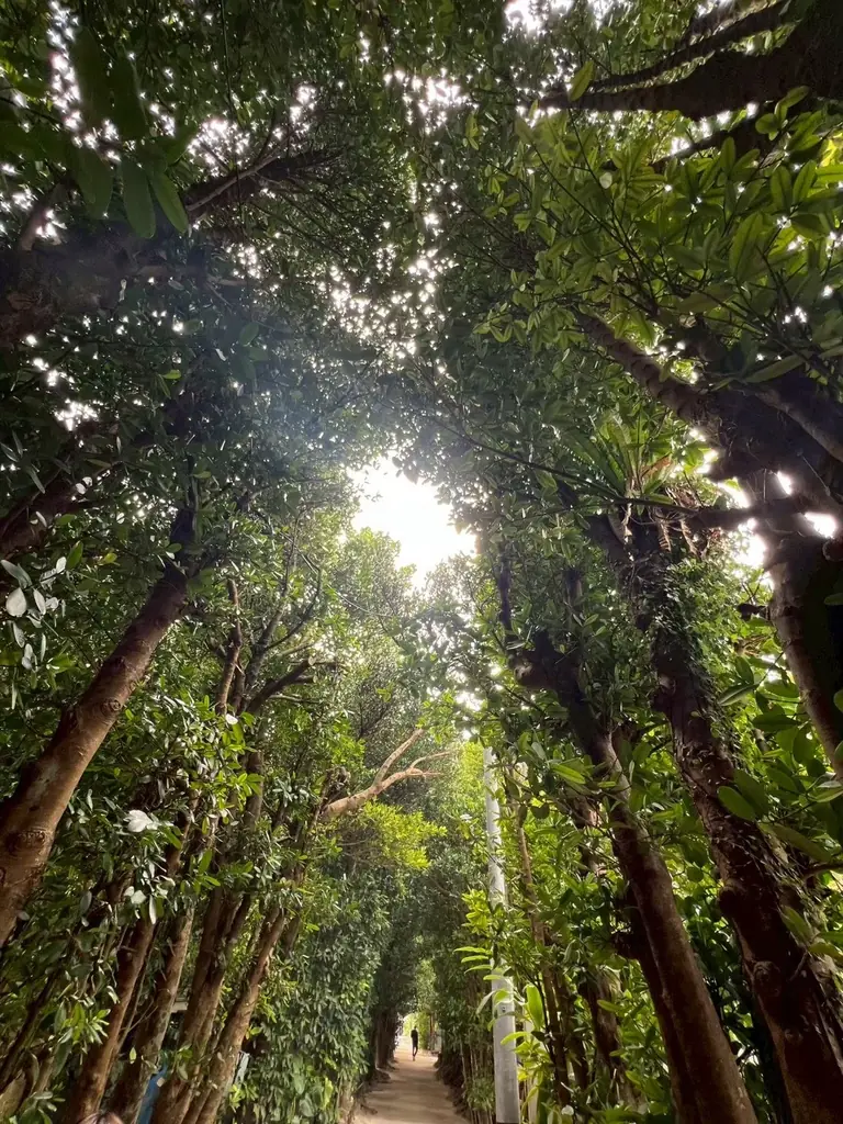 フクギの森に守られた聖域・沖縄備瀬に誕生一棟貸しヴィラ「備瀬縁梵(bise-enpu)」遂に3月20日全3棟グランドオープン 画像 4