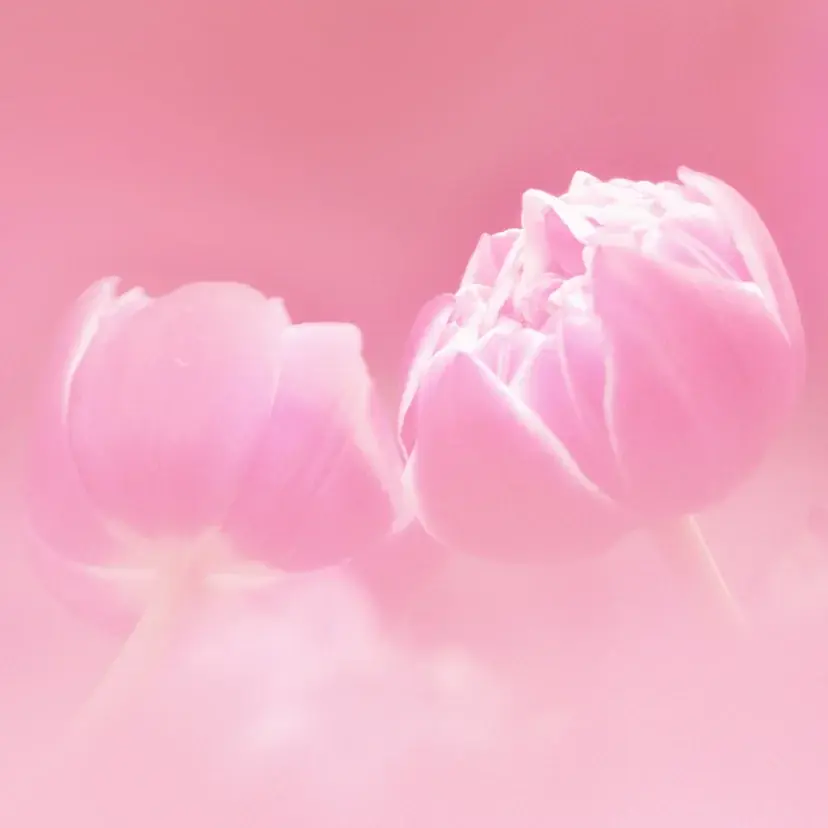 【銀座ダイヤモンドシライシ】2026春 新作ブライダルリング「Live Allove（リヴ アローヴ）」発売 ― 生きることは、愛すること ― 画像 3