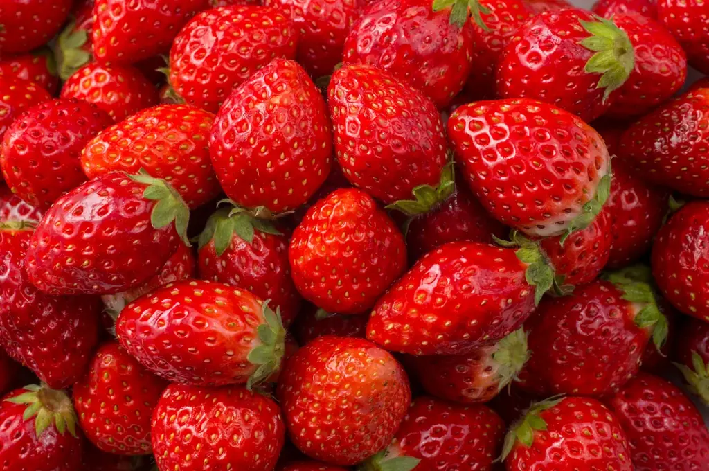 【スイパラでいちご狩り】旬の国産ブランドいちごが食べ放題！春休みはフルパラコースでいちごを好きなだけ 画像 2