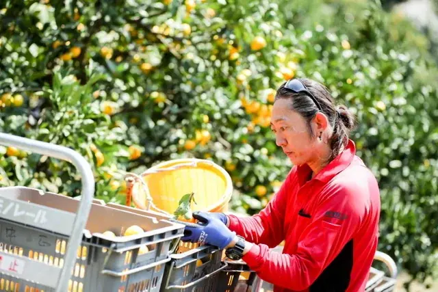 【カフェコムサ】創業30周年を彩る記念ケーキをチーフパティシエが考案！宇和島フェアを開催！ 画像 3