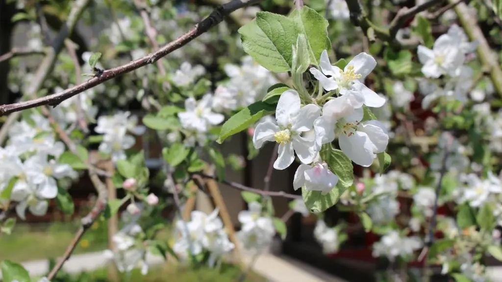 【JAF茨城】大子町の春を奥久慈りんごで満喫！JAFデー in 藤田観光りんご園「完熟りんごのアップルパイを作ろう！」 画像 2