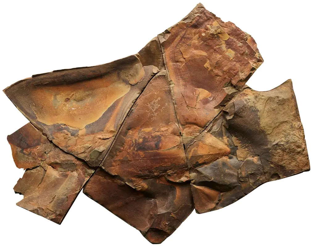 「大絶滅展－生命史のビッグファイブ」名古屋展 いよいよ3月20日(金・祝)より開幕！ 画像 11