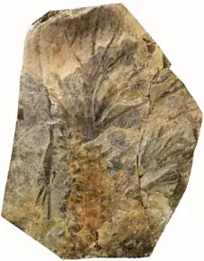 「大絶滅展－生命史のビッグファイブ」名古屋展 いよいよ3月20日(金・祝)より開幕！ 画像 14