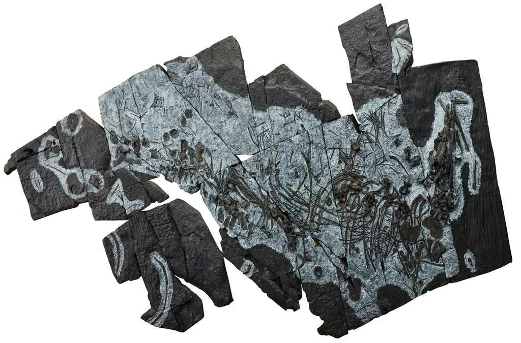 「大絶滅展－生命史のビッグファイブ」名古屋展 いよいよ3月20日(金・祝)より開幕！ 画像 16