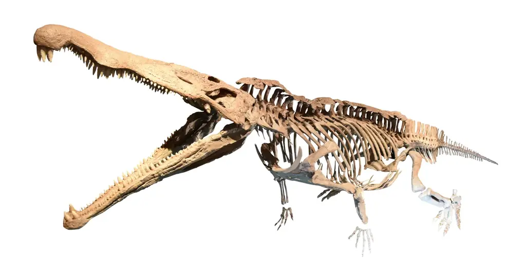 「大絶滅展－生命史のビッグファイブ」名古屋展 いよいよ3月20日(金・祝)より開幕！ 画像 18