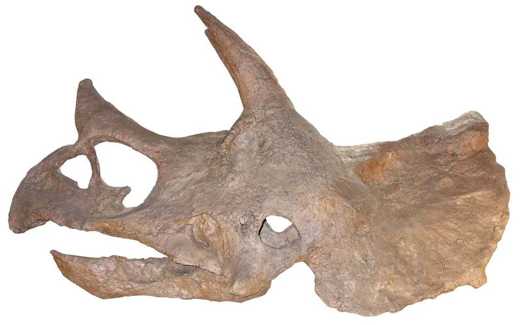 「大絶滅展－生命史のビッグファイブ」名古屋展 いよいよ3月20日(金・祝)より開幕！ 画像 20