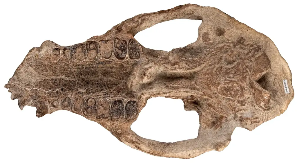 「大絶滅展－生命史のビッグファイブ」名古屋展 いよいよ3月20日(金・祝)より開幕！ 画像 21