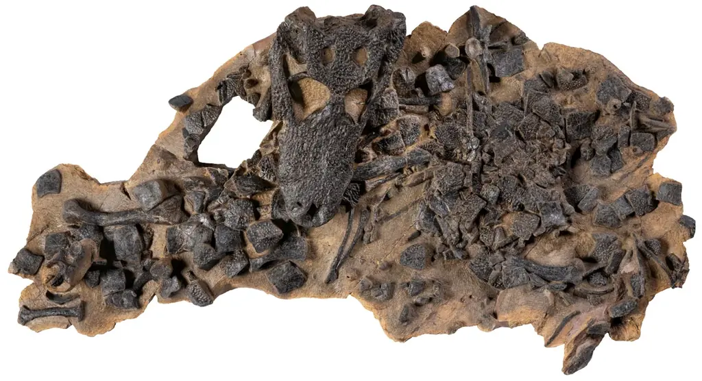 「大絶滅展－生命史のビッグファイブ」名古屋展 いよいよ3月20日(金・祝)より開幕！ 画像 22