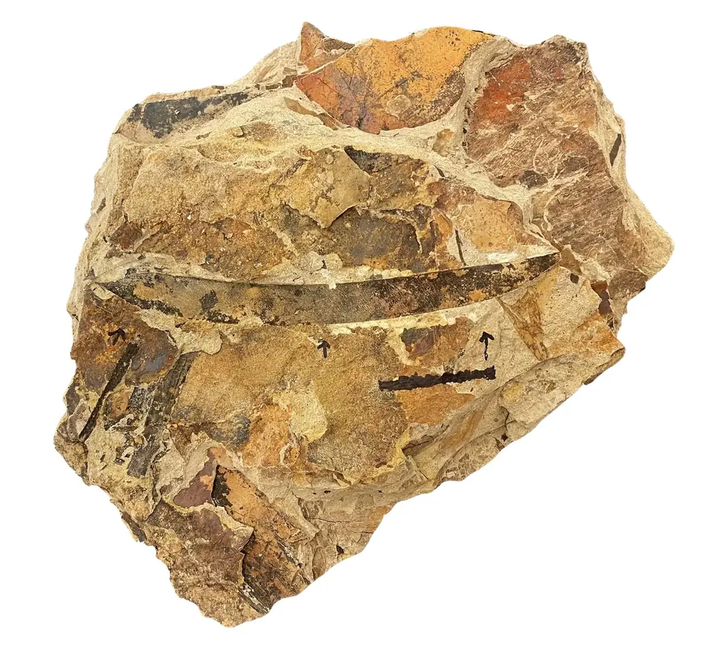 「大絶滅展－生命史のビッグファイブ」名古屋展 いよいよ3月20日(金・祝)より開幕！ 画像 23