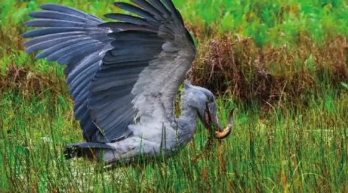 「大絶滅展－生命史のビッグファイブ」名古屋展 いよいよ3月20日(金・祝)より開幕！ 画像 3