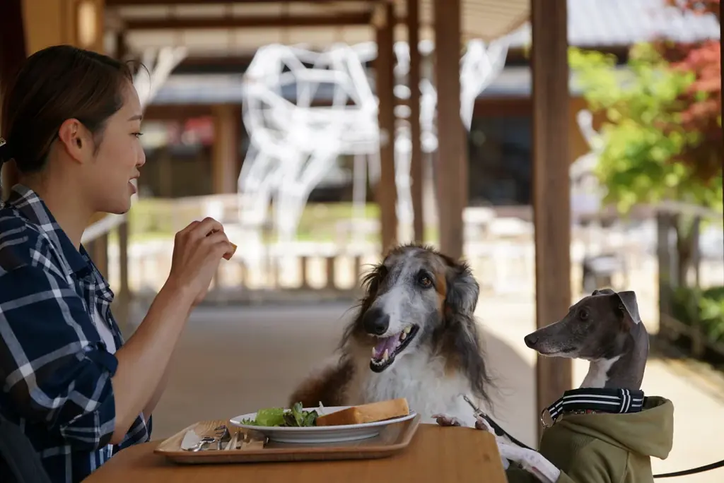 【cafe HACHI&MITSU】スイーツメニューがリニューアル！「はちみつレモンシフォン」や「焦がしはちみつのプリン」などのメニューが新登場 画像 9