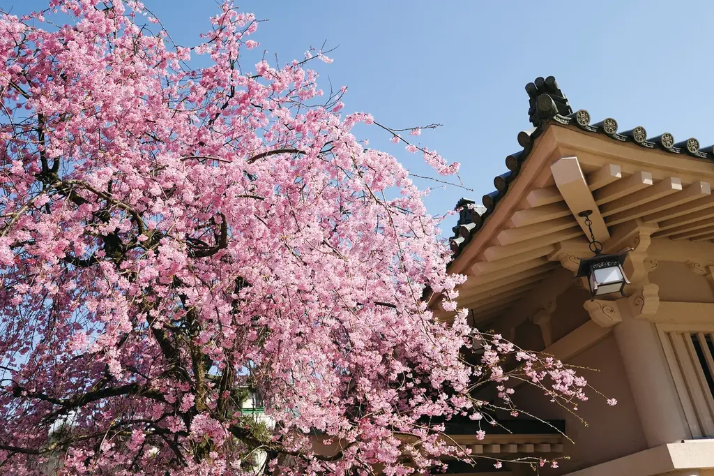 石川県加賀市「吉祥やまなか」2026年4月 New！【マインドフルネス・リトリート】 湯に癒やされ、空にほどける旅。 画像 14