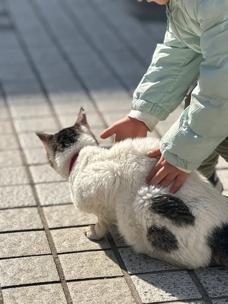 みんなのワンコにゃんこカフェ 毎月開催中！@東京都町田市 画像 2