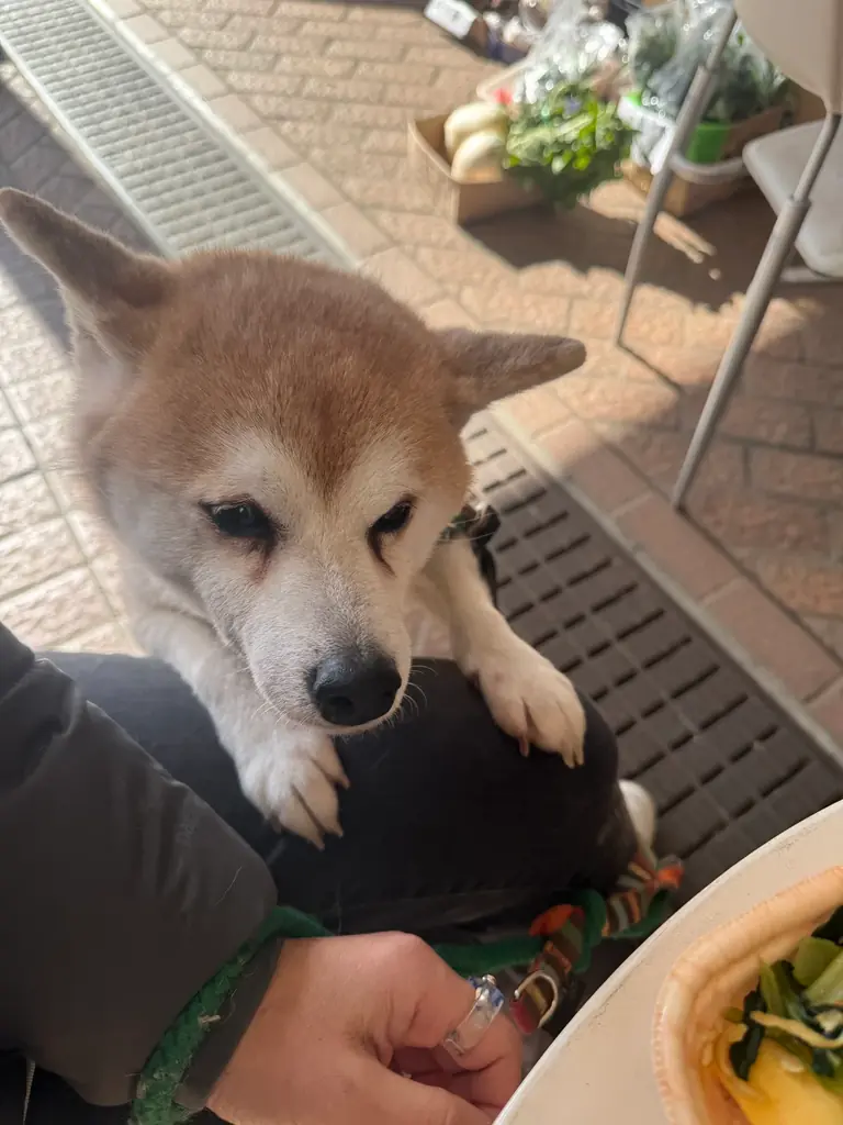 みんなのワンコにゃんこカフェ 毎月開催中！@東京都町田市 画像 3