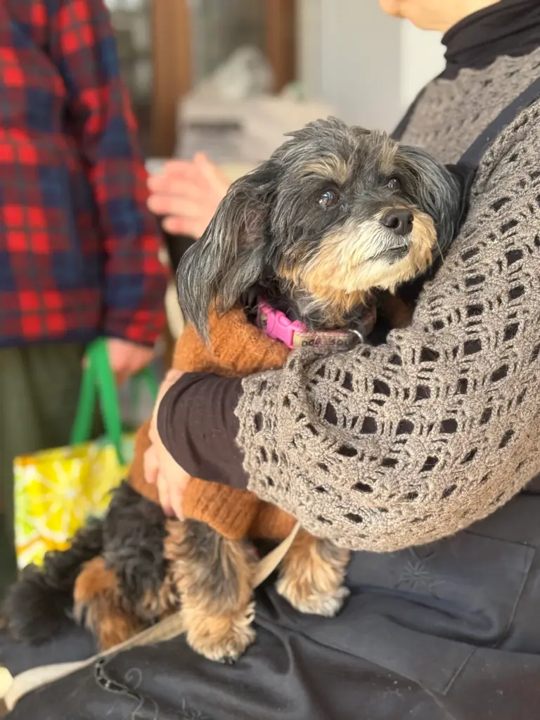 みんなのワンコにゃんこカフェ 毎月開催中！@東京都町田市 画像 4