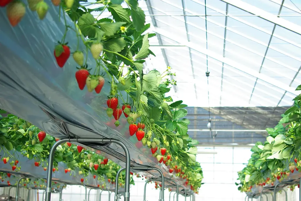 【キル フェ ボン】数々のコンテストで最高金賞に輝いた埼玉県のブランドイチゴ“あまりん” 1ホールに約35粒を贅沢に使用した“あまりん”が主役のケーキ！「特選 埼玉県北田農園産 “あまりん”のタルト」 画像 5