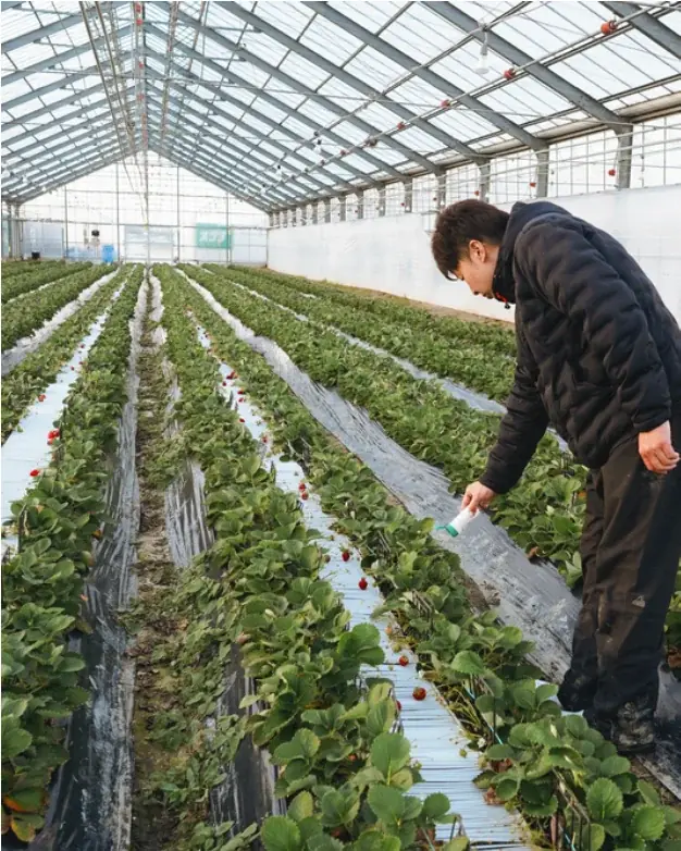 〜地元の繋がりから生まれたコラボレーション〜それぞれの哲学が交差して遂に完成した「あまおう」を使った食事に合うお酒が遂に販売開始。小暖 -Koharu 公式オンラインショップで新登場。 画像 4