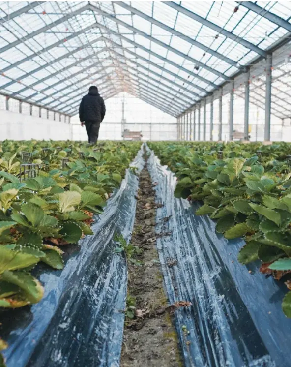 〜地元の繋がりから生まれたコラボレーション〜それぞれの哲学が交差して遂に完成した「あまおう」を使った食事に合うお酒が遂に販売開始。小暖 -Koharu 公式オンラインショップで新登場。 画像 5