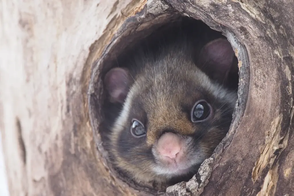 【suwaru × BEB5軽井沢 by 星野リゾート】俳優・高橋メアリージュン氏と新緑の森へ没入。森林浴ヨガと“空飛ぶムササビ”に癒やされる「ウェルネスリトリート」を初開催 画像 6