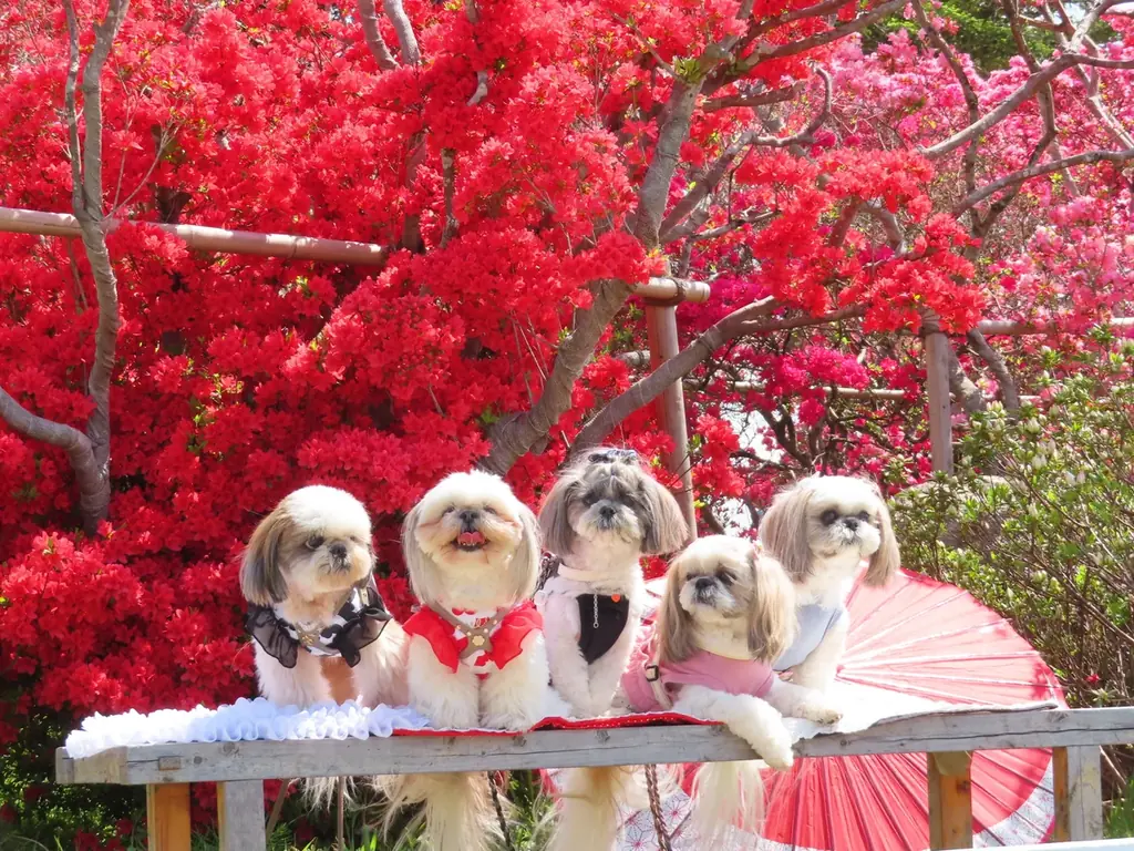 今年の春は笠間へ！花旅「あたご山桜まつり」と「笠間つつじまつり」 画像 11