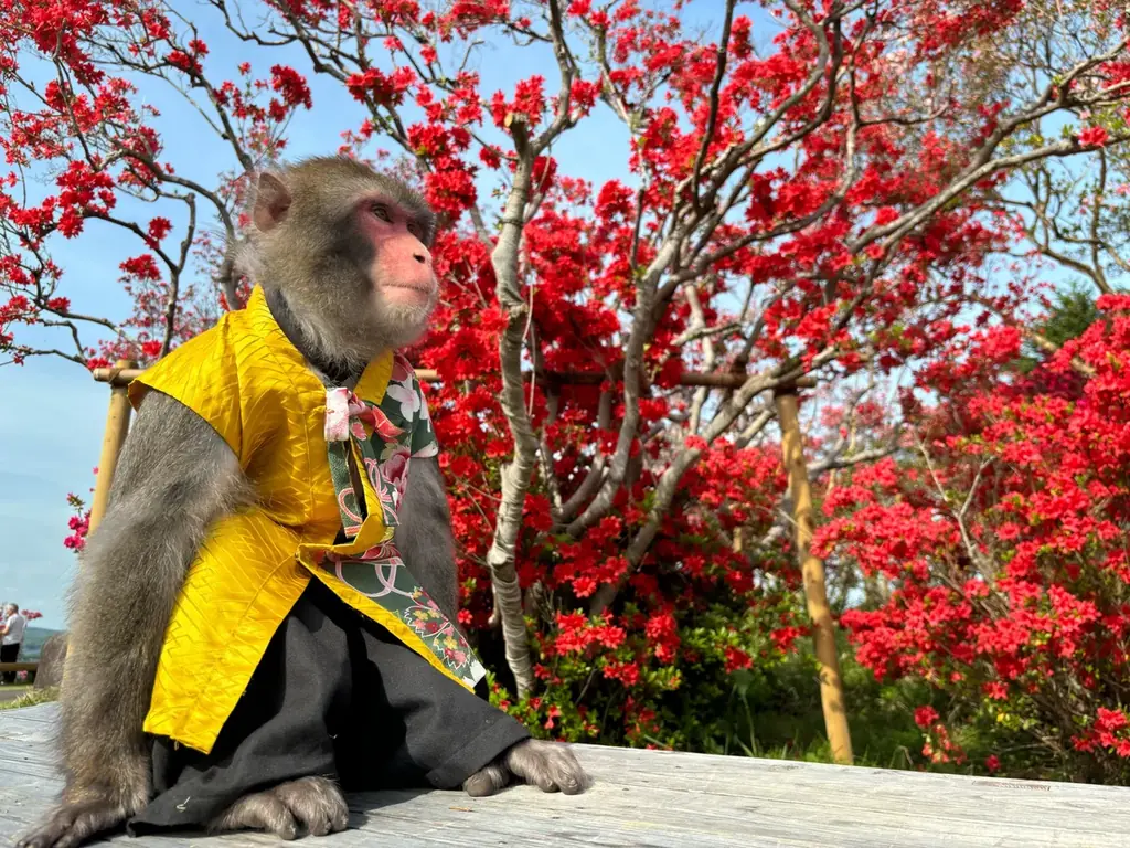 今年の春は笠間へ！花旅「あたご山桜まつり」と「笠間つつじまつり」 画像 13